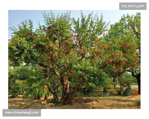 高地红石榴种植必备技巧 十个实用方法助你收获丰盈果实 高地红石榴种植必备技巧 十个实用方法助你收获丰盈果实